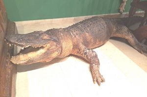 Alligator WZ