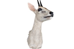 Kronenducker Trophäe