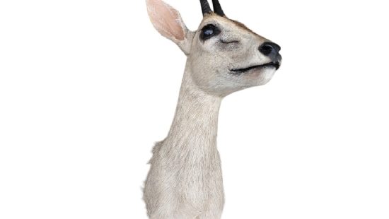 Kronenducker Trophäe