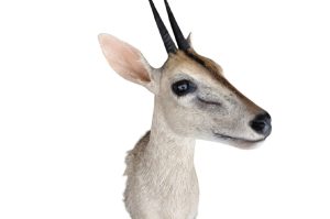 Kronenducker Trophäe