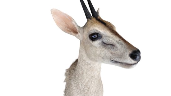 Kronenducker Trophäe