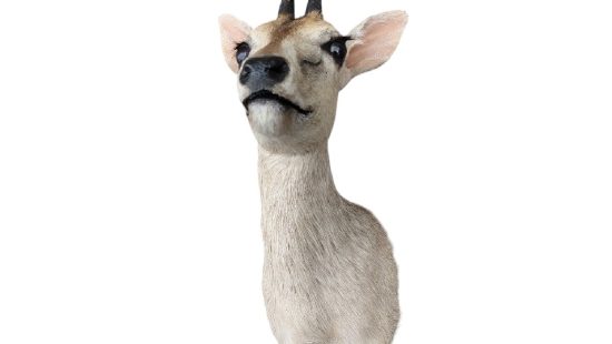 Kronenducker Trophäe