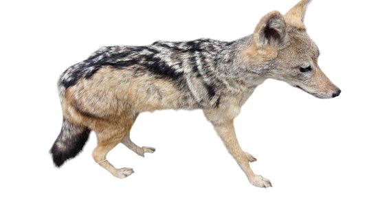 Schabrackenschakal  Präparation