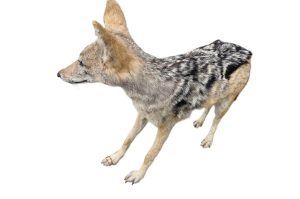 Schabrackenschakal  Präparation