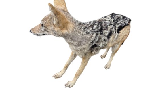 Schabrackenschakal  Präparation