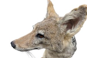 Schabrackenschakal  Präparation