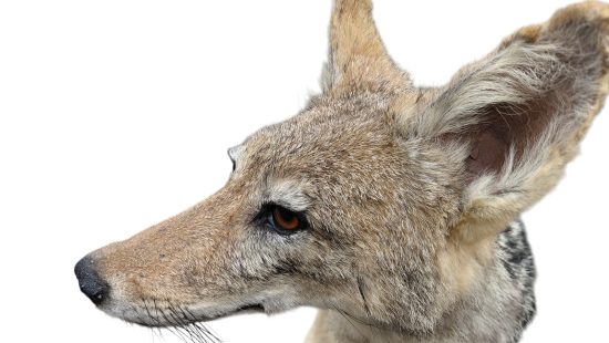 Schabrackenschakal  Präparation