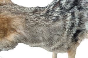 Schabrackenschakal  Präparation