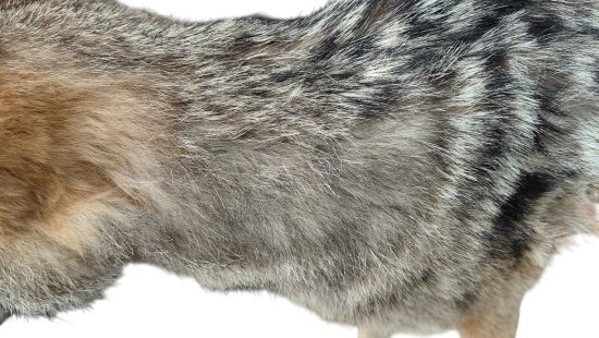 Schabrackenschakal  Präparation