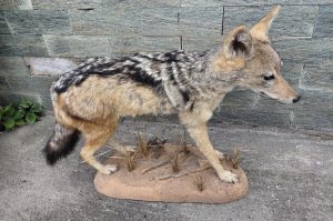 Schabrackenschakal  Präparation