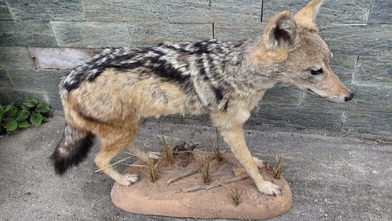 Schabrackenschakal  Präparation