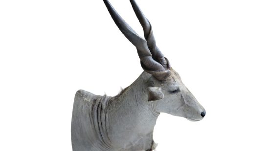 Eland Trophäe