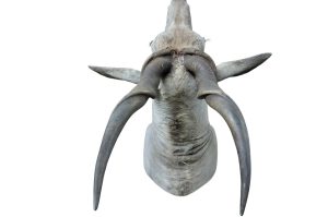 Eland Trophäe