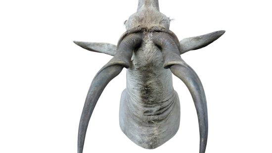 Eland Trophäe