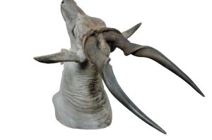 Eland Trophäe