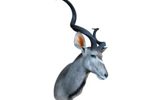 Kudu Trophäe