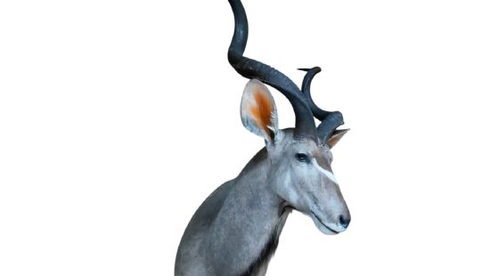 Kudu Trophäe