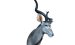 Kudu Trophäe