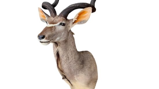 Kudu Trophäe