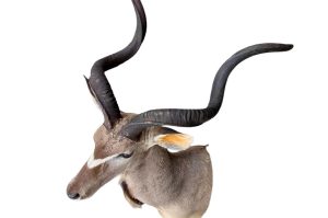 Kudu Trophäe