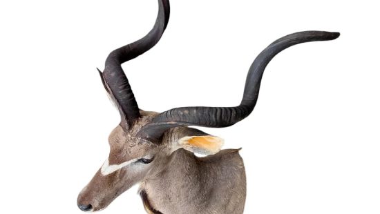 Kudu Trophäe