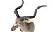 Kudu Trophäe