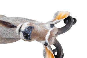 Kudu Trophäe