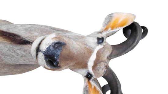 Kudu Trophäe