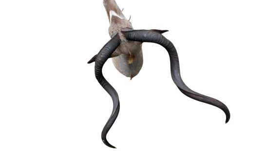 Kudu Trophäe