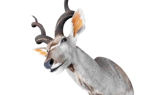 Kudu Trophäe