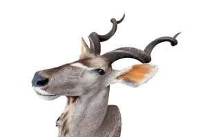Kudu Trophäe