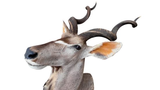 Kudu Trophäe