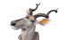 Kudu Trophäe