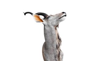 Kudu Trophäe