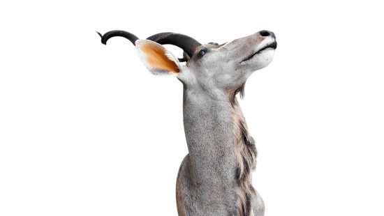 Kudu Trophäe