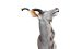 Kudu Trophäe