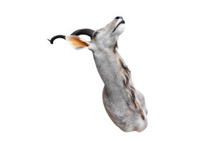 Kudu Trophäe