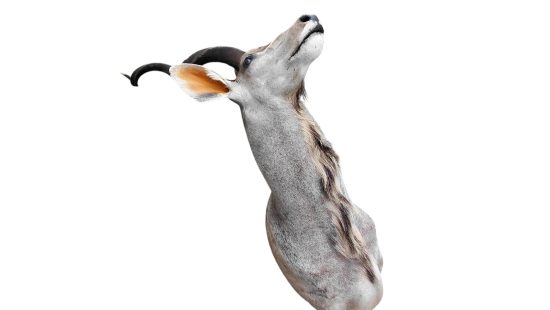 Kudu Trophäe