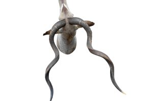 Kudu Trophäe