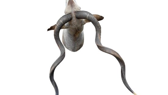 Kudu Trophäe