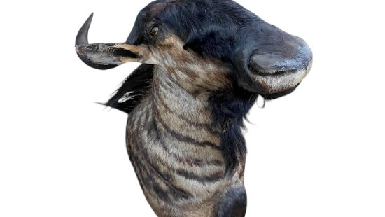 Streifengnu Trophäe