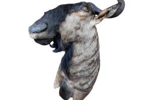 Streifengnu Trophäe