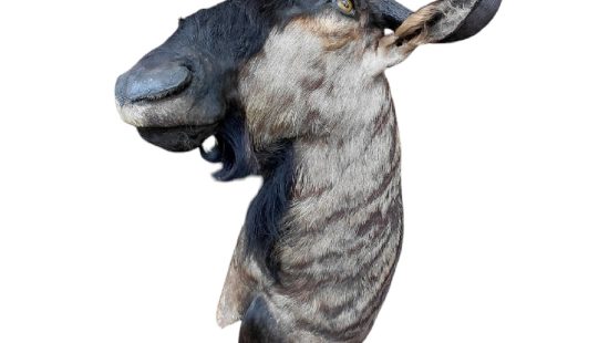 Streifengnu Trophäe