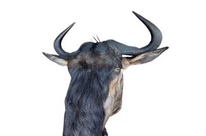 Streifengnu Trophäe