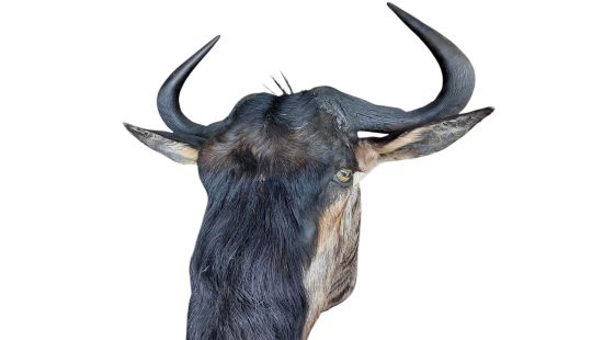 Streifengnu Trophäe