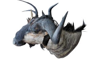 Streifengnu Trophäe