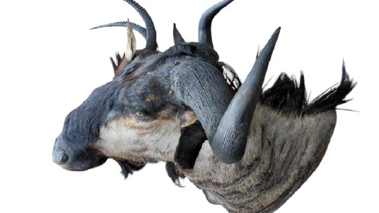 Streifengnu Trophäe