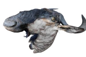 Streifengnu Trophäe