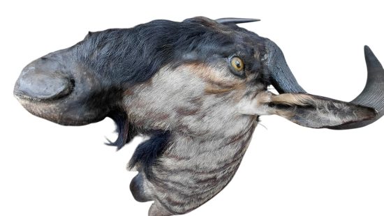 Streifengnu Trophäe