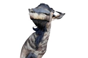 Streifengnu Trophäe